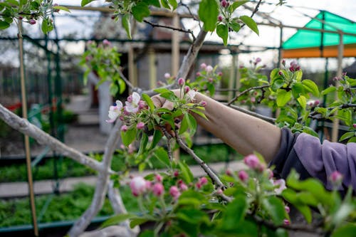 Pruning Apple Tree