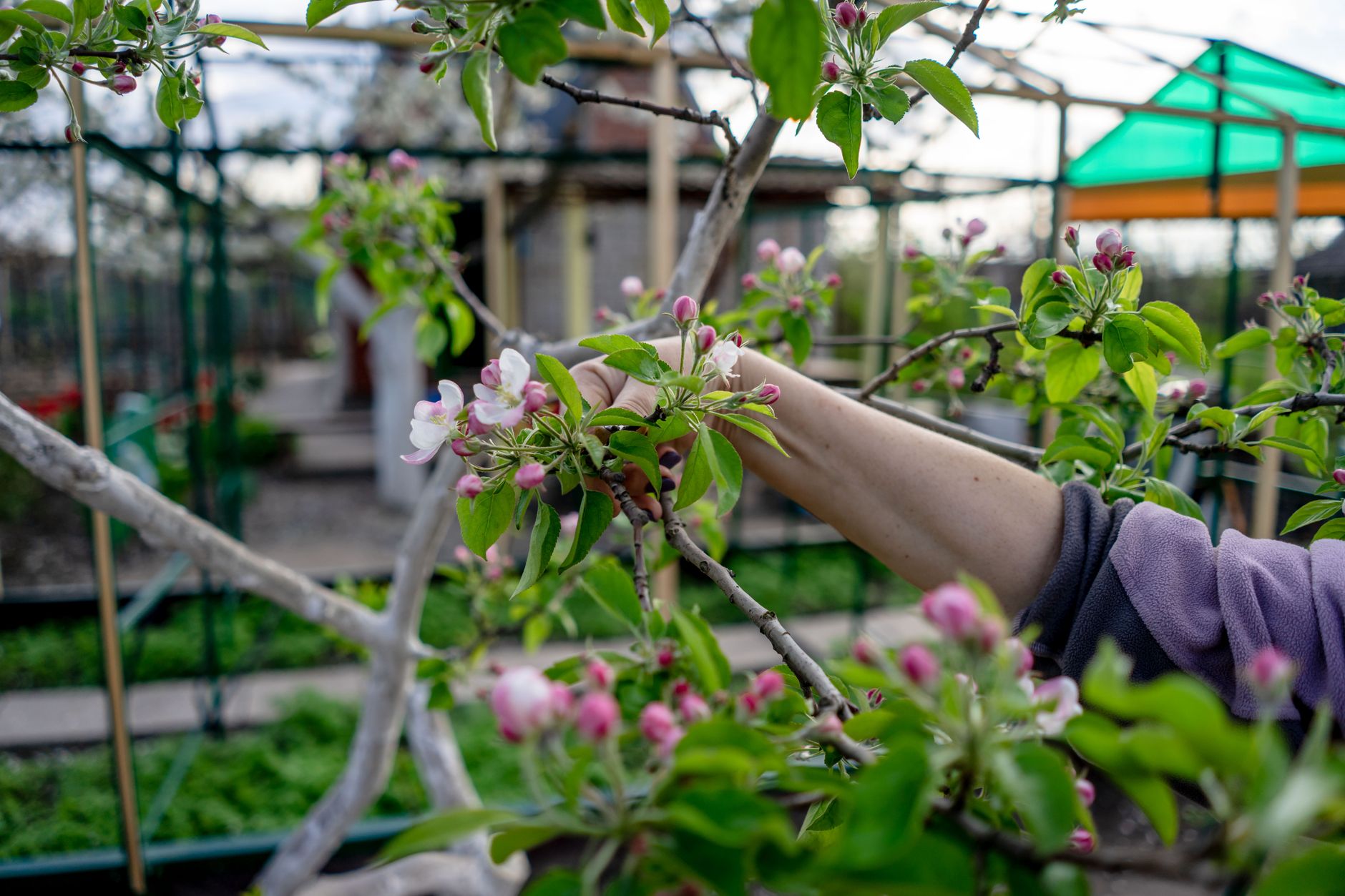fruit tree branch spreader in use UK garden