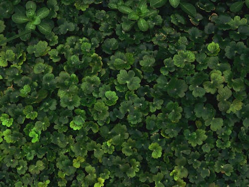 Close-Up Shot of Green Leaves