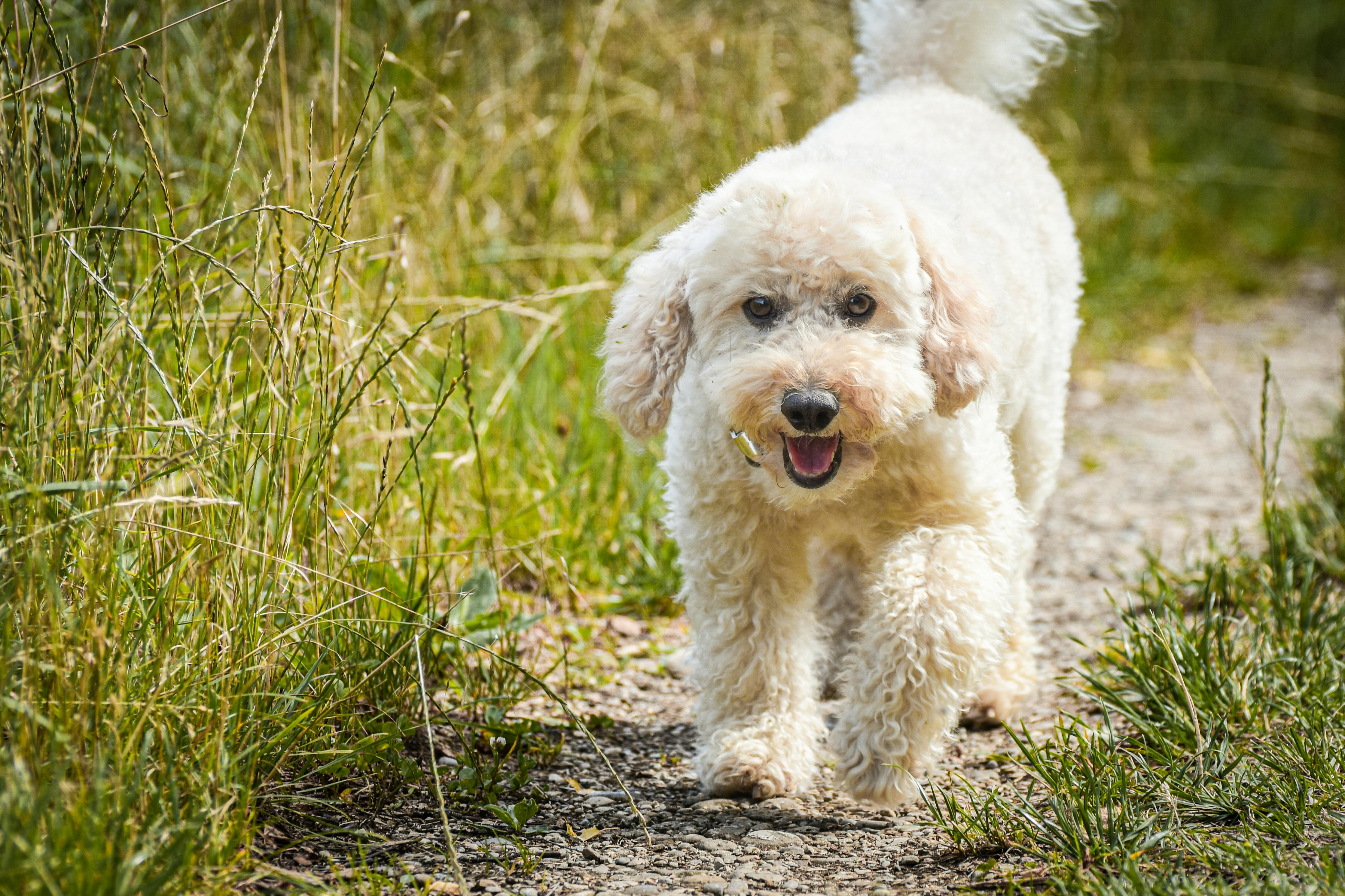 Dogs Running on the Field Under Blue Sky · Free Stock Photo