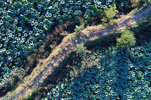 人, 樹木, 無人空拍機 的 免费素材图片