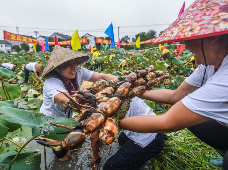 Harvest In Chinese Countryside