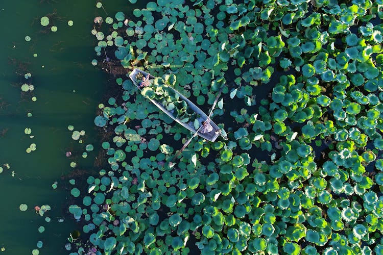 People In Rowboat Gathering Leaves 