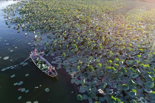 People on Boat in River with Lotus