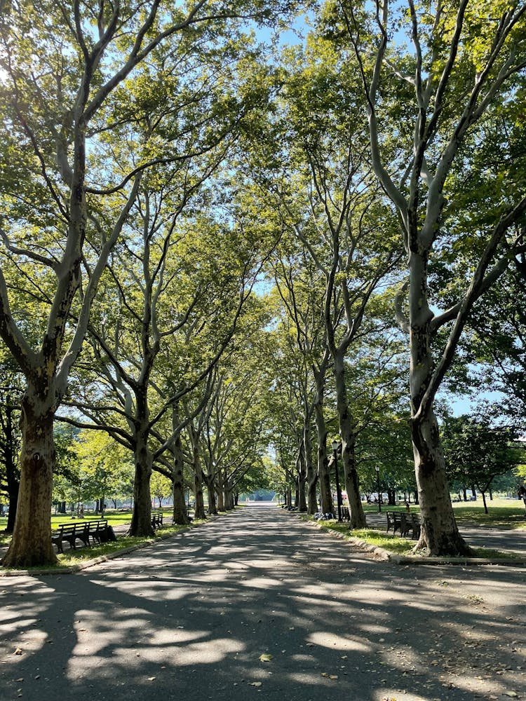 Gray Concrete Pathway Between Green Trees