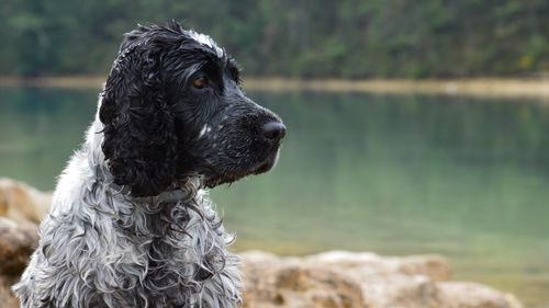 Free Close-up of a wet Russian Spaniel dog sitting by a calm lake, showcasing its profile. Stock Photo