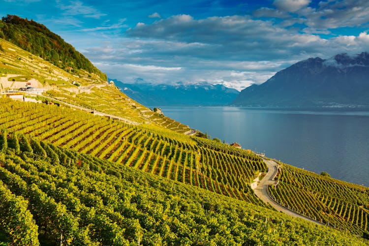 Lavaux, Switzerland: Lake Geneva And The Swiss Alps Landscape Seen From Lavaux Vineyard Tarraces In Canton Of Vaud