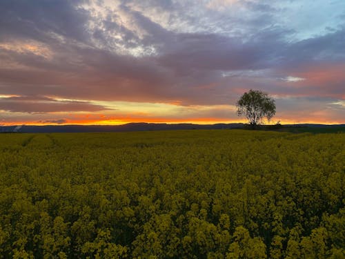 Yellow Flower Field During Sunset