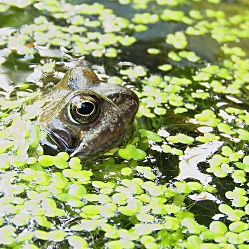 Free Brown Frog Surrounded by Green Floating Pants on Water Stock Photo