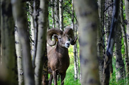 Majestic bighorn sheep with large horns standing among birch trees in a natural forest setting.