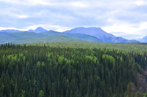 Scenic View of Trees near the Mountains