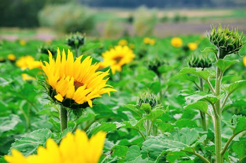 A Yellow Sunflower in a Sunflower Field