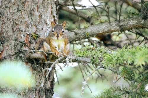 Portrait of Squirrel