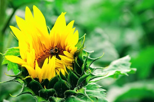 Ilmainen kuvapankkikuva tunnisteilla auringonkukka, mehiläinen