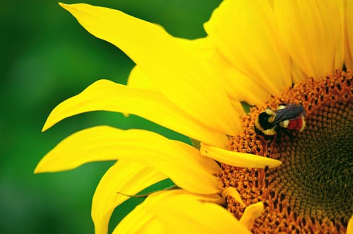 Close Up Photo of Bee on Sunflower