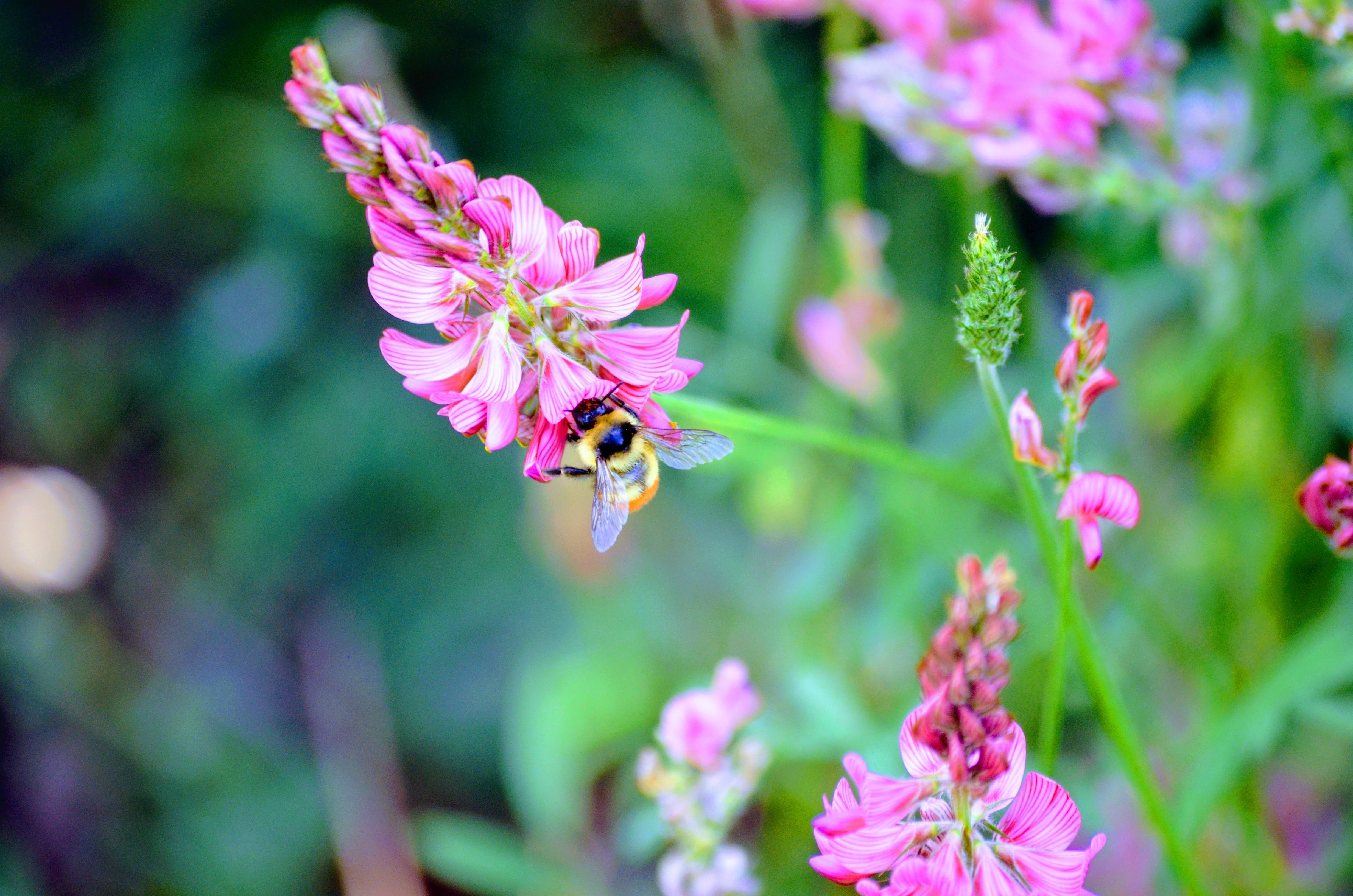A Yellow Bee on Pink Flower · Free Stock Photo