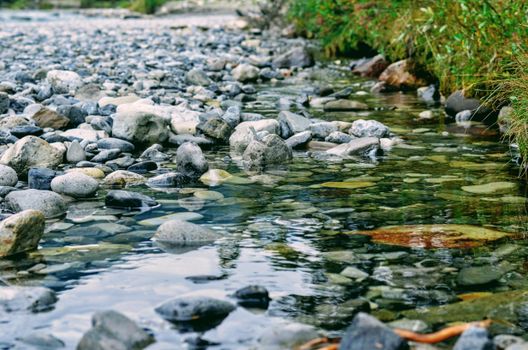 Canada's Rivers Are Full of Hidden Life: Scientists Want You to Meet It