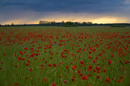 Gratuit Imagine de stoc gratuită din câmp, floră, flori Fotografie de stoc