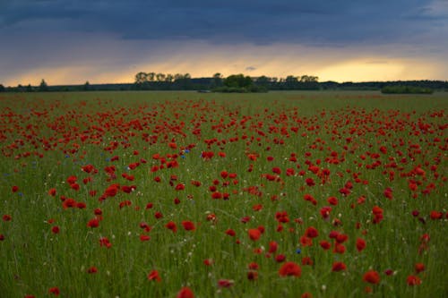 A Field with Red Poppy Flowers in Bloom