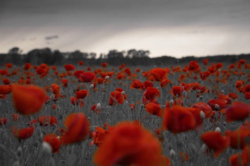 Free stock photo of black and white, poppy flower, red