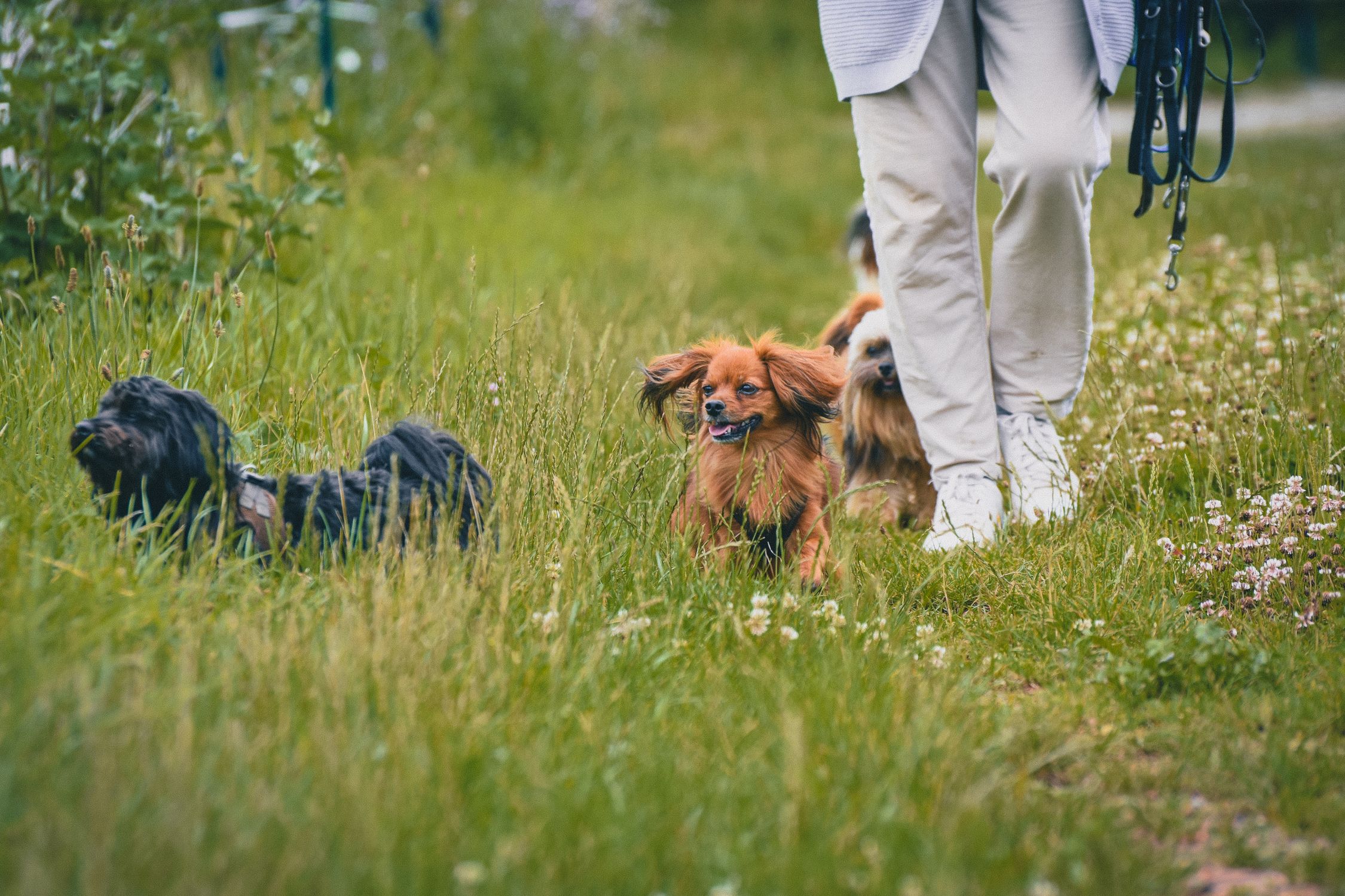 Person walking dogs through a lush grassy park on a vibrant day