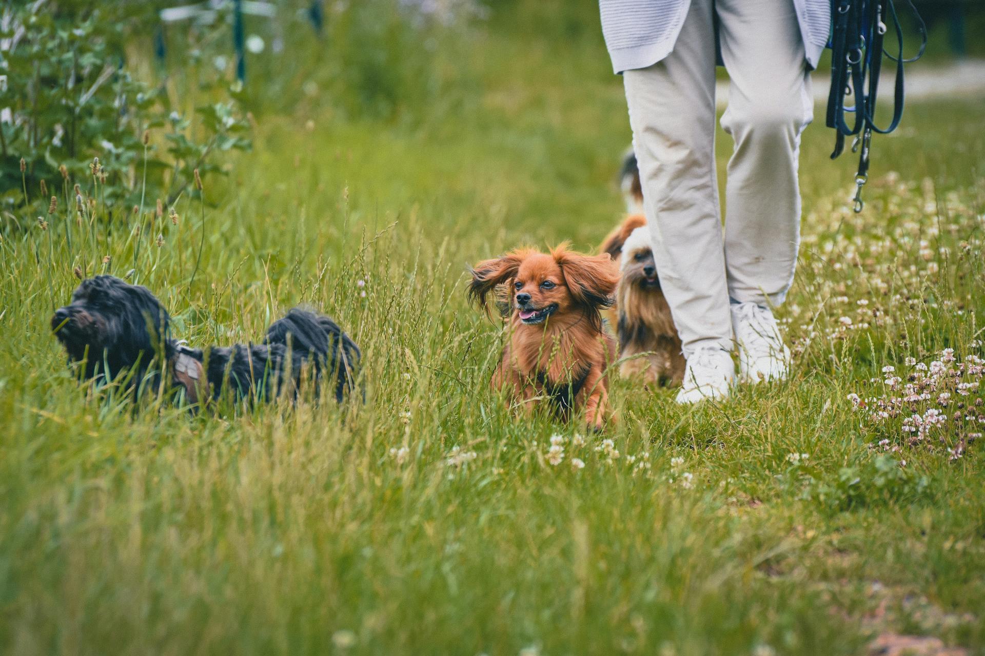 Persoon die met honden op gras loopt