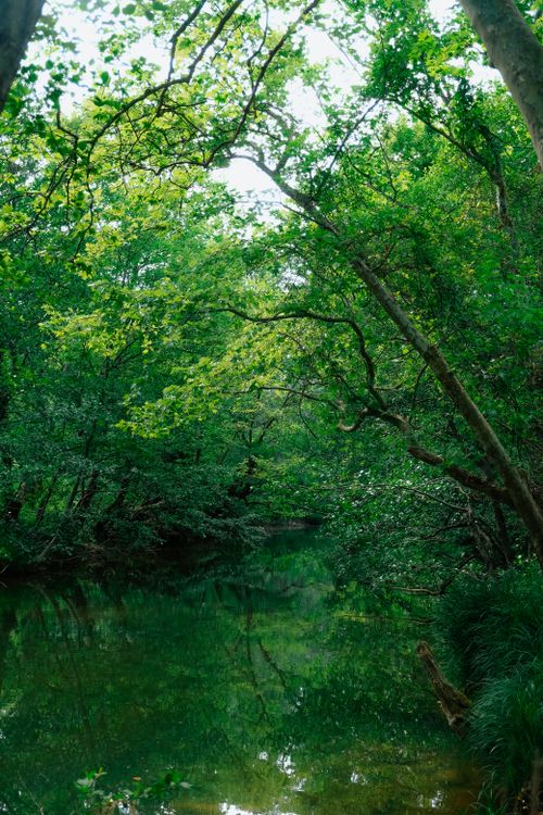 Free A tranquil scene of a lush green forest with a serene stream reflecting the surrounding trees' vibrancy. Stock Photo