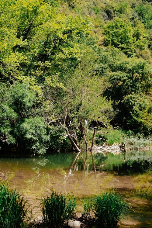Foto profissional grátis de água, árvores, floresta