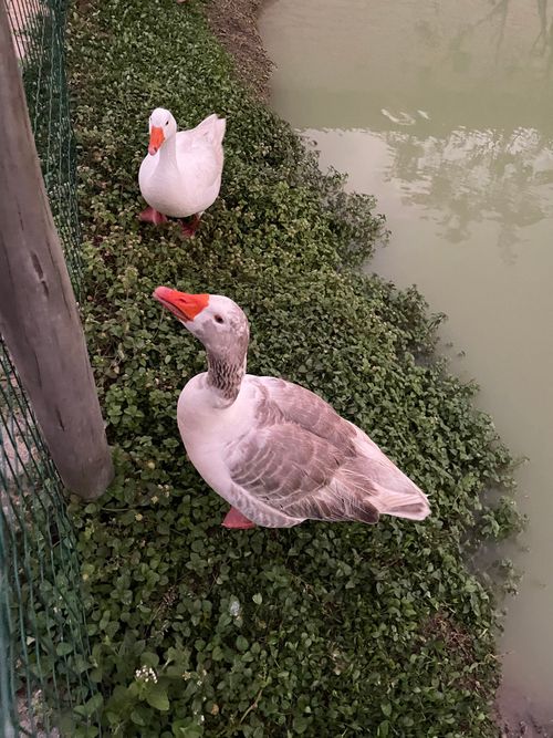 Free Two geese standing beside a pond on a grassy bank at dusk. Stock Photo