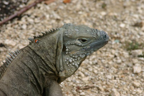 Close Up Photo of Iguana