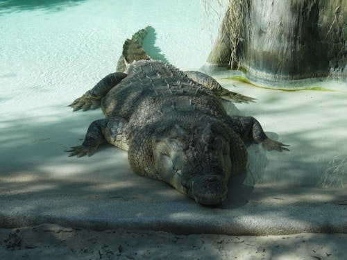 Darmowe zdjęcie z galerii z basen, drapieżnik, fotografia zwierzęcia