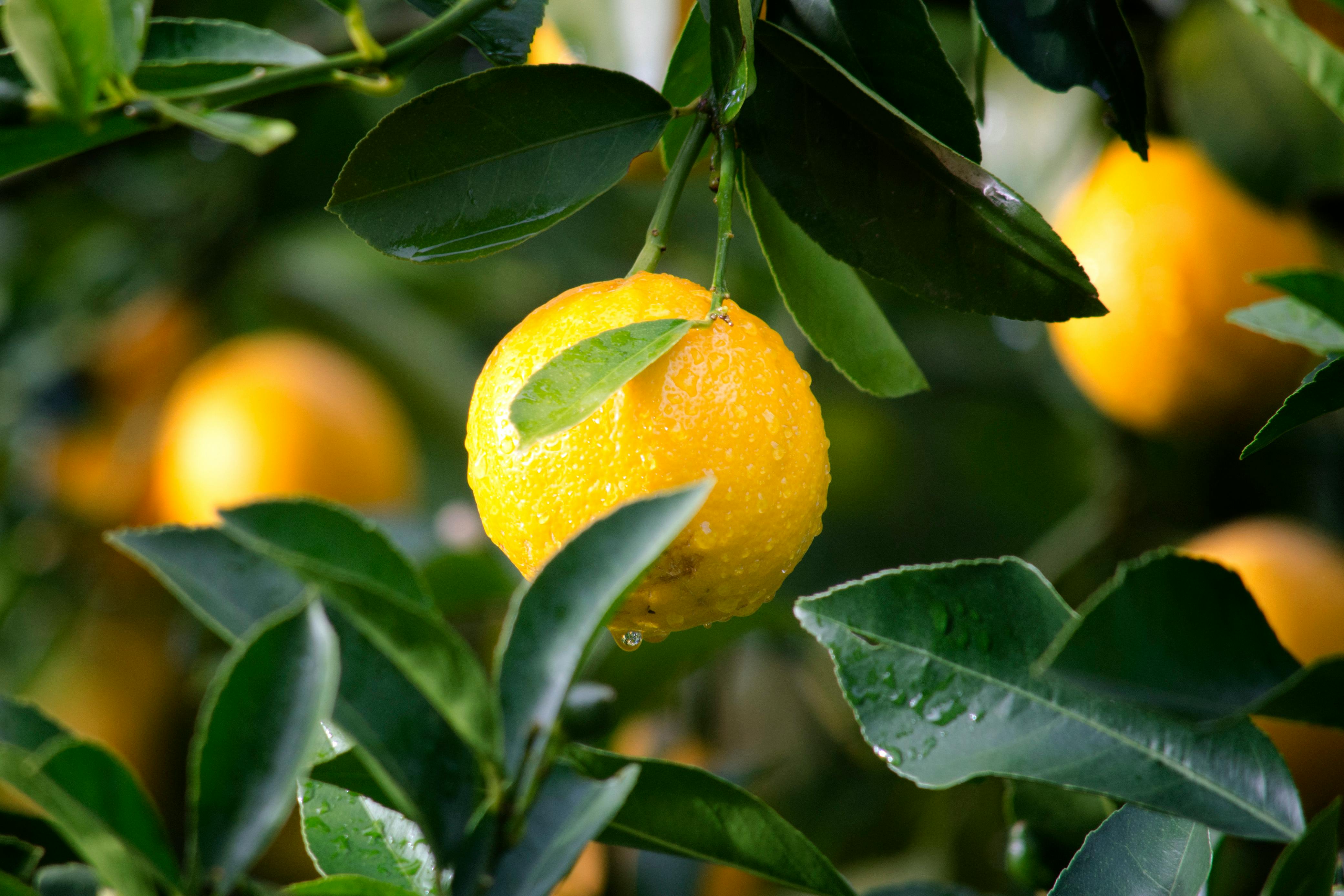 Gratis Fotografía De Enfoque Superficial De Limón Amarillo Con Hojas Verdes Foto de stock