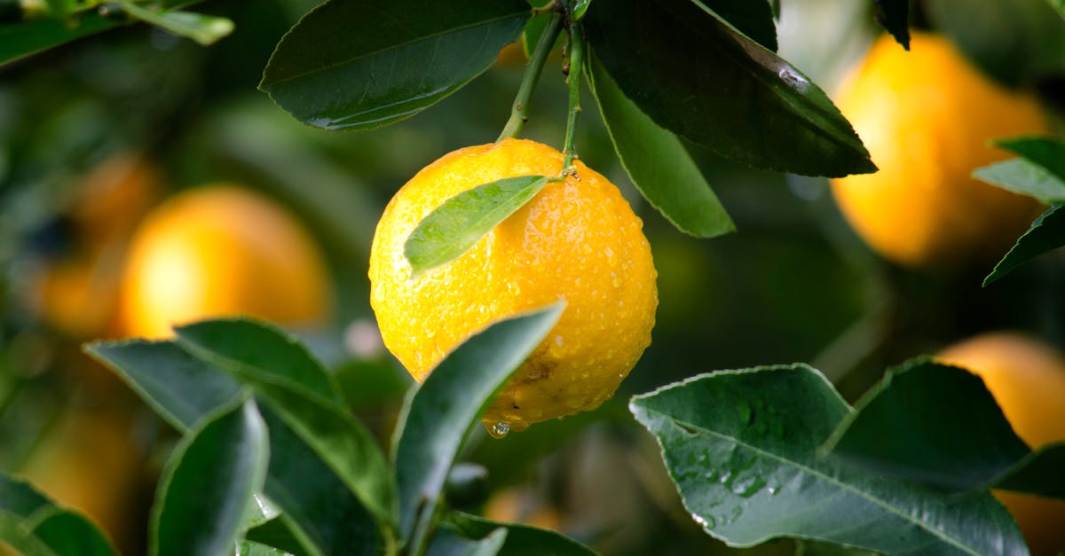 Free stock photo of agriculture, citrus, close-up