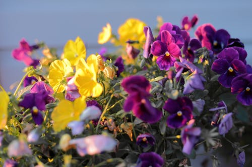 Fotos de stock gratuitas de flor, pensamientos