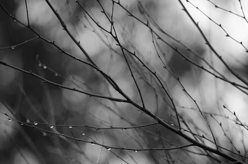 Free stock photo of branches, contrast, moody Stock Photo