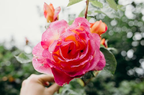 Free A Pink Rose with Water Droplets Stock Photo