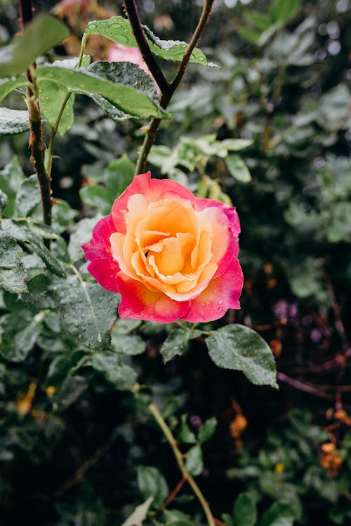 Pink and Rose in Bloom