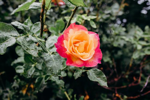 Photograph of a Blooming Rose Flower