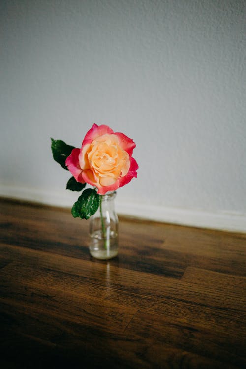 A Rose in a Glass Vase
