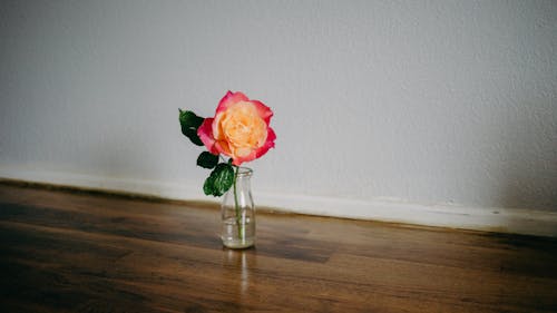 A Blooming Rose in a Glass Vase