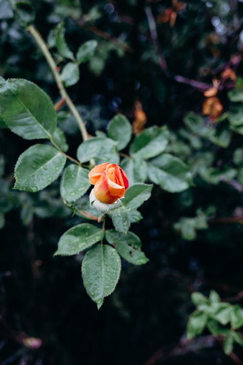 Kostnadsfri bild av blom, blomma, blommig