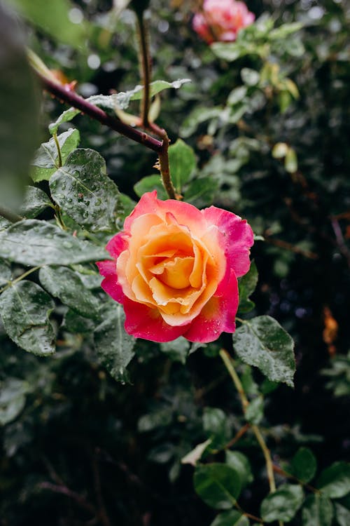 Kostnadsfri bild av blom, blomma, blommig