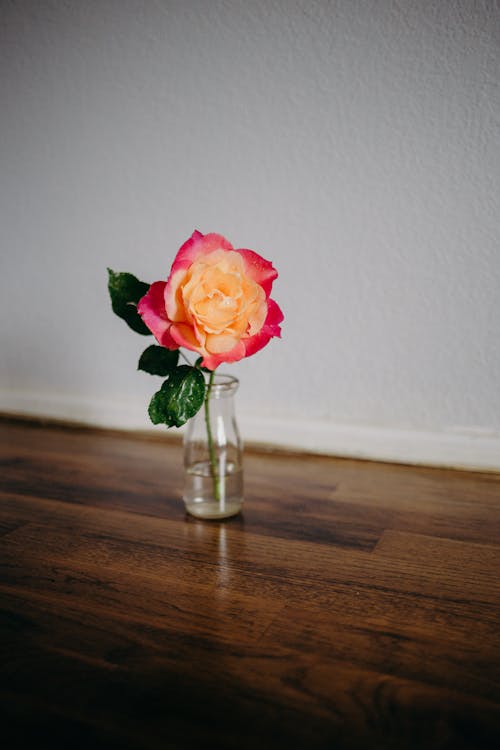 A Pink and Orange Rose in a Glass Vase