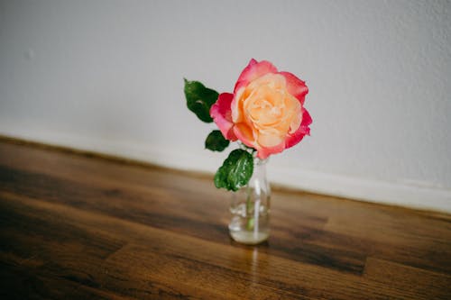 Close-Up Photo of a Rose in a Glass Vase