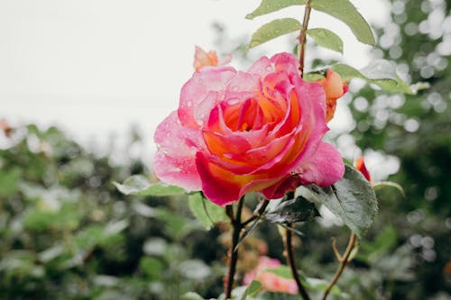 Ingyenes stockfotó rózsa, rózsák, rózsaszín és sárga témában