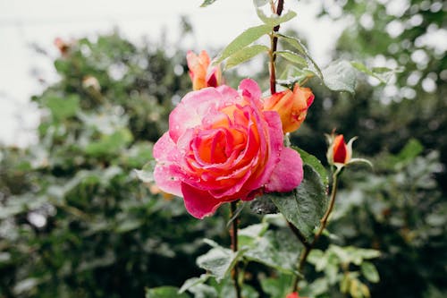 Ingyenes stockfotó rózsa, rózsák, rózsaszín és sárga témában