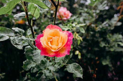 Kostnadsfri bild av blom, blomma, blommig