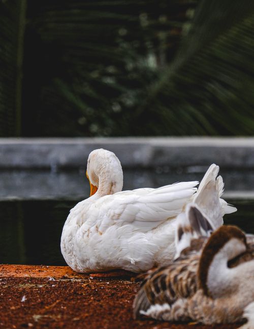 Free A close-up shot of a white goose peacefully resting by a pond. Stock Photo