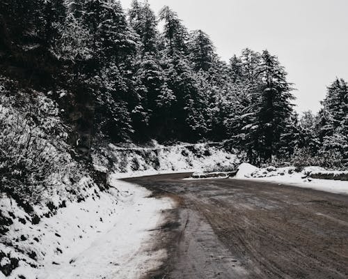 Kostenlos Landschaft Von Bäumen Bedeckt Mit Schnee Stock-Foto