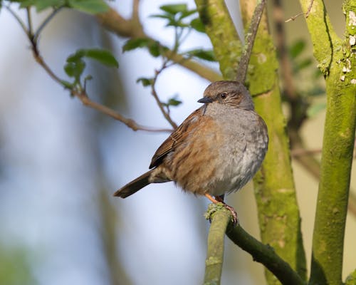 Foto d'estoc gratuïta de animal, au, aviari